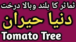 Tomato Tree | Uniqie Tree Of Tomatoes | Tamater Ka Darakhat| India Pakistan Disputed Area Of Kashmir