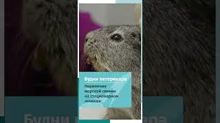 Кормление морской свинки