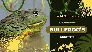 Bullfrog's Appetite | Wild Curiosities