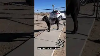 Black Brindle Presa Canario from SoCalPresa