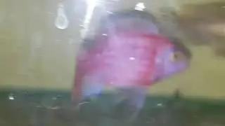 Аулунокара красный дракон