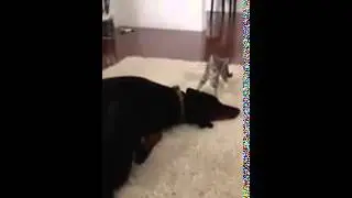 Котёнок нападает на добермана.