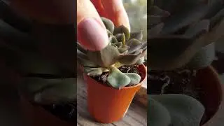 Суккуленты виды: Эхеверия Морани
