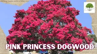 Pink Princess Dogwood -- TN Nursery