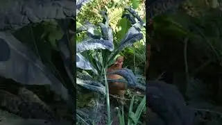 🐔 