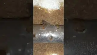Lobster air tawar.  malah tersesat di box filter ini burayak🤣