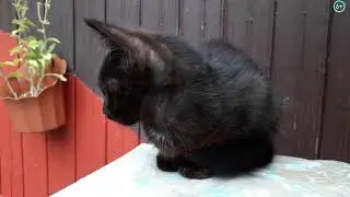 Нашли КОТЕНКА у себя во дворе. НАЙДЕНЫШ