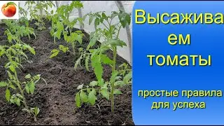 Высаживаем томаты на улицу Простые правила для хорошего урожая!!!