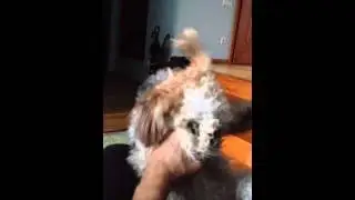 Picolina - Canarian fightin' dog