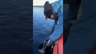 Отпускайте рыбу! 