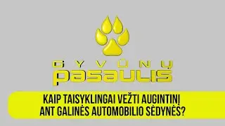 Gyvūnų pasaulis: kaip taisyklingai vežti augintinį ant galinės automobilio sėdynės?