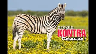 #pendidikansenivisual