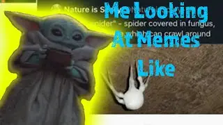 Late Night Meme Searching