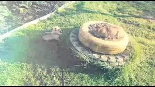 Лиза и Соня