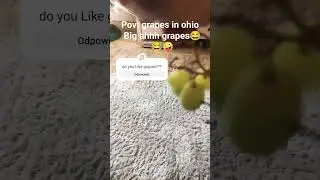 grapes im Ohio be Like😂😂🤪🎄❤️.  