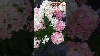 Даймонд Руж,Самер лав ,Вимс ред,Литл лайм 