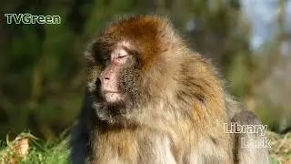 FaunaView: International Wildlife - Animals Galore