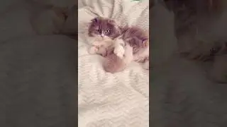 Шотландская Вислоухая Кошка и её Котята 