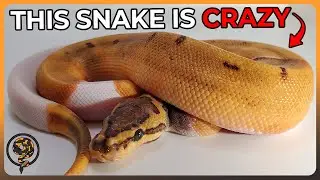 Our Unique Ball Python Egg Cutting + RGI sent us a Goody Bag!