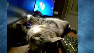 Моя любимая кошка