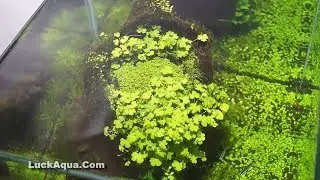 Setup Aquarium Planted Fish Tank with 