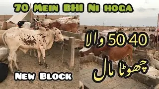 NORTHERN BYPASS MANDI MEIN CHOTA MAAL AGAYA HAI RATES KAISEY CHALAIN HAIN | LATEST MANDI UPDATE |