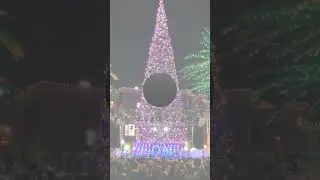 World's Tallest Live Cut Christmas Tree🎄