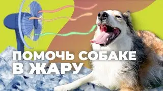 КАК ИЗБЕЖАТЬ ТЕПЛОВОГО УДАРА? 🐕 Перегрев у собаки: симптомы? Щенку жарко летом, как помочь в жару? 🐩