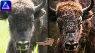 Mastering Dark and Moody Wildlife Photography in Luminar Neo