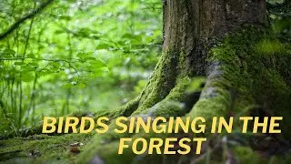 Birds Singing in the Woods - Peaceful Nature Sounds for Relaxation