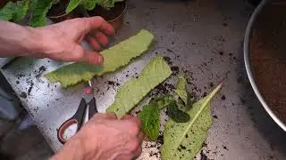 Размножение стрептокарпуса фрагментом листа, нюансы