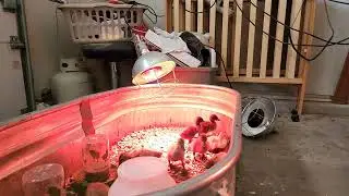 Here, Watch My Ducklings For 5 Minutes For Me. K THX.