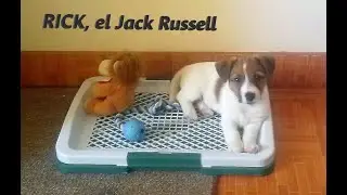 RICK, ... my little Jack Russell