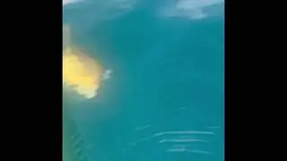 Tartaruga nel mare di Sorrento