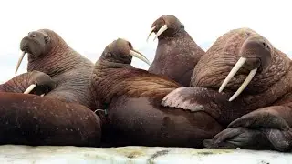 MORS SESİ (WALRUS SOUND)