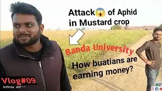 Mustard Crop grown by Students at Banda University👌| How buatians are earning money🤔