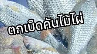ตกเบ็ดคันไม้ไผ่เหยื่อใส้เดือน