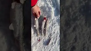 Гигантская корюшка 26 см на Финском заливе! #fishing #smelt #fish