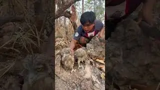 eagle eating Gecko Part  03#shortvideo #shorts