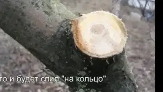 Как правильно спилить ветку?
