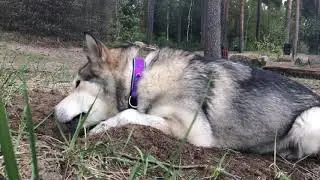 Маламут роет себе норку 😏
