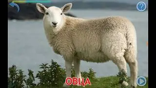 Домашние животные для детей. Обучающее видео.