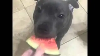 These Dogs Love Watermelon