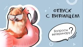 Отпуск с питомцем. Вопросы ветеринару