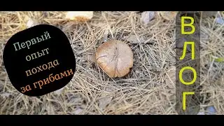МОЙ ПЕРВЫЙ ПОХОД ЗА ГРИБАМИ И ПРОГУЛКА ПО ПАРКУ!!!
