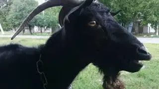 ВНИМАНИЕ! КозА - Ностра!