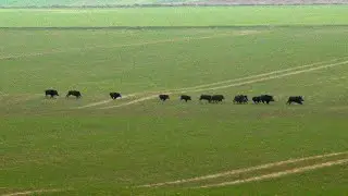 Sangliers de villes, bête noire des champs