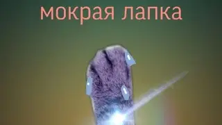 Мини фильм 
