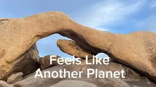 I Don’t Expect This In Joshua Tree National Park 