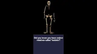 Why were some of our relatives so small?